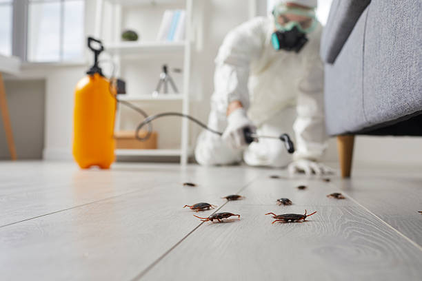 Affordable Termite Control solutions in Kechi, KS